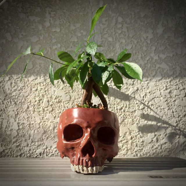 Skull-Planter