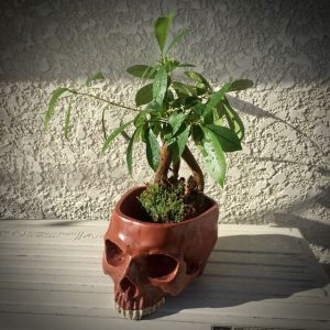 Skull-Planter